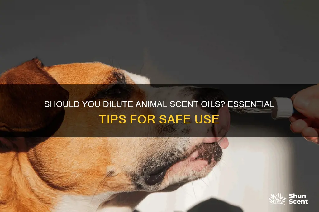 do i have to dilute animal scents oil