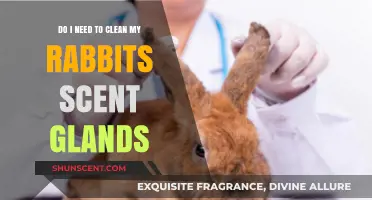 Should You Clean Your Rabbit's Scent Glands? A Care Guide