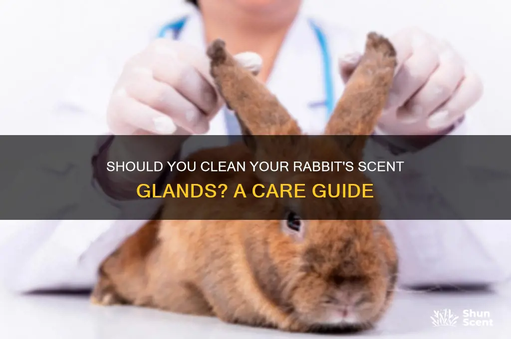 do i need to clean my rabbits scent glands