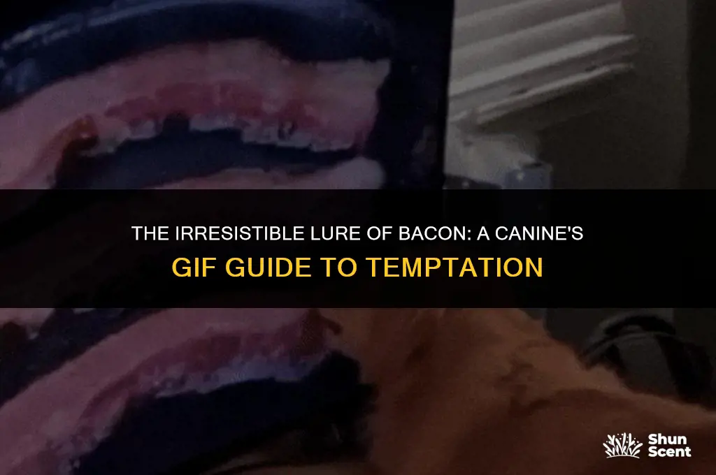 do i smell bacon dog gif