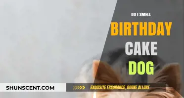 Sweet Celebrations: Does Your Dog Smell Birthday Cake Too?