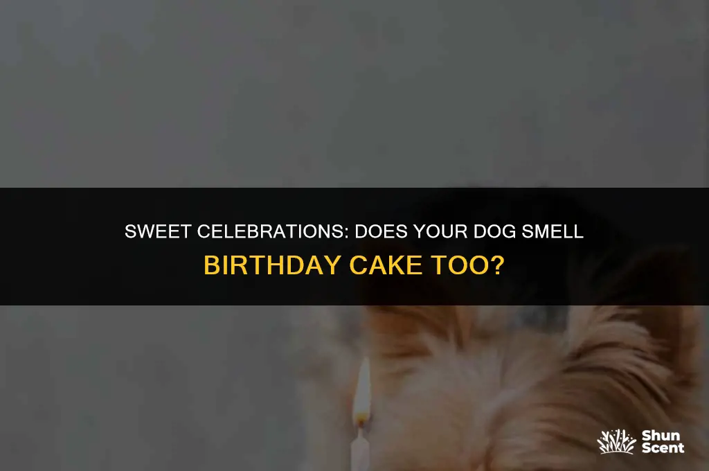 do i smell birthday cake dog