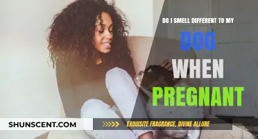 Pregnancy and Canine Perception: Do Dogs Notice a Change in Scent?