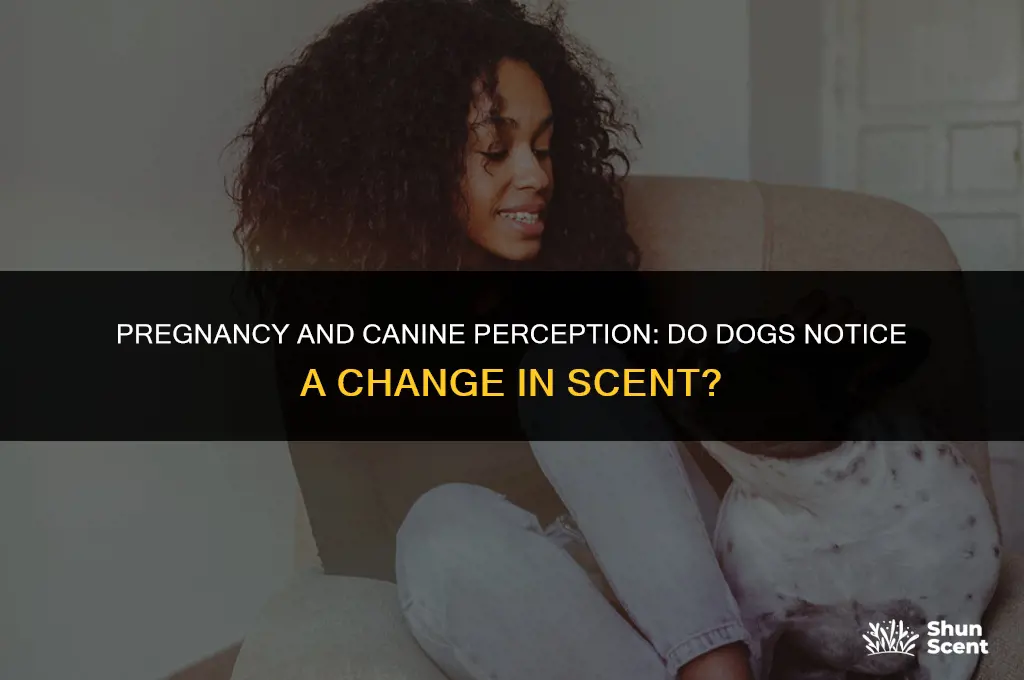 do i smell different to my dog when pregnant