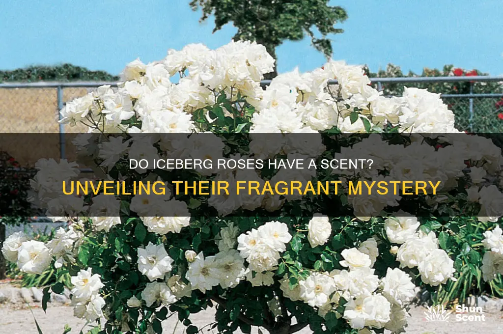 do iceberg roses have a scent