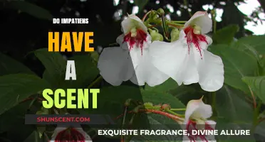 Do Impatiens Have a Scent? Unveiling the Truth About Their Fragrance