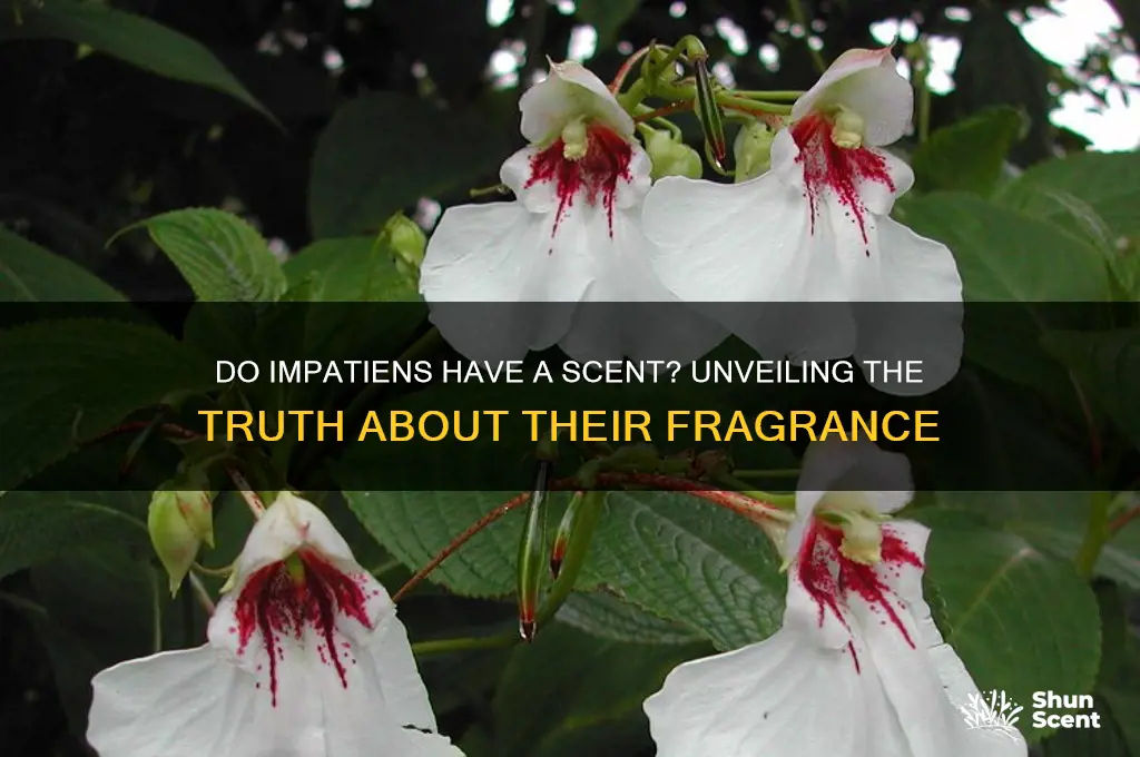 do impatiens have a scent