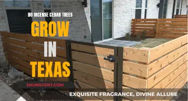 Incense Cedar Trees: Can They Grow in Texas?
