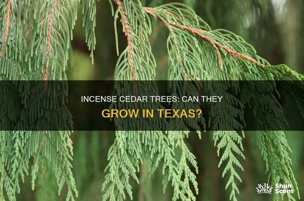 do incense cedar trees grow in texas