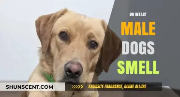 Do Intact Male Dogs Smell? Understanding Canine Olfactory Behavior
