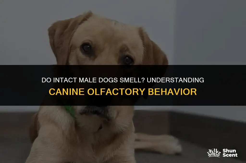 do intact male dogs smell