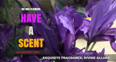 Do Iris Flowers Have a Scent? Unveiling Their Aromatic Mystery