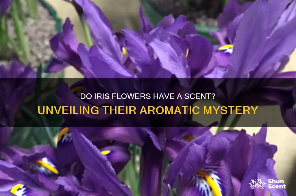 do iris flowers have a scent