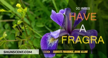 The Fragrance of Irises: A Subtle Scent or None?