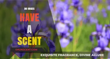 Do Irises Have a Scent? Unveiling the Fragrant Truth