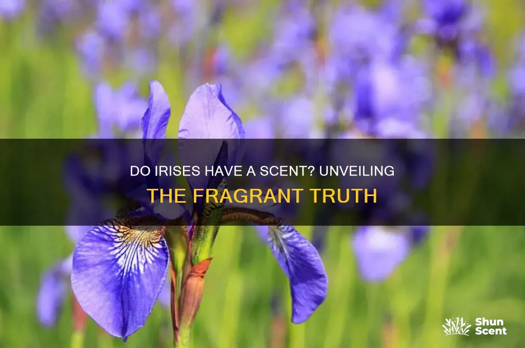 do irises have a scent