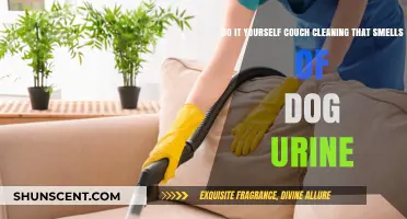 Freshen Up Your Space: DIY Couch Cleaning for Pet Odors