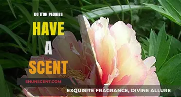 Do Itoh Peonies Smell? Unveiling Their Fragrant Secrets