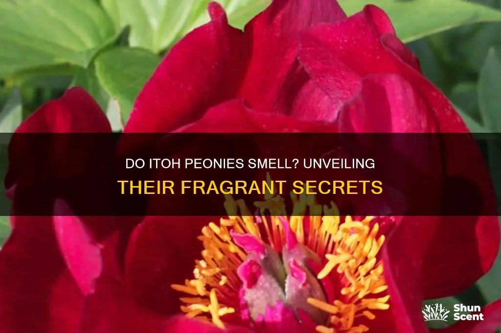 do itoh peonies have a scent