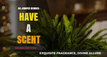 Exploring the Aromatic Appeal: Do Juniper Berries Have a Scent?
