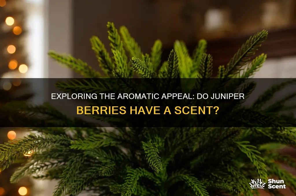 do juniper berries have a scent