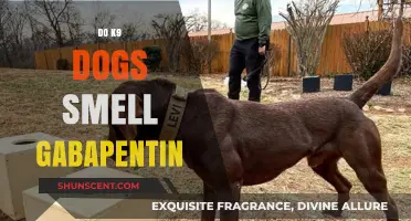 Can K9 Units Detect Gabapentin? Exploring the Science Behind It