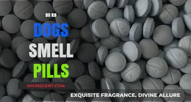 Can K9 Dogs Detect Pills? The Science Behind Their Sniffing Abilities