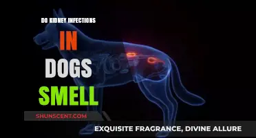 Uncovering the Truth: Do Kidney Infections in Dogs Have a Distinct Smell?
