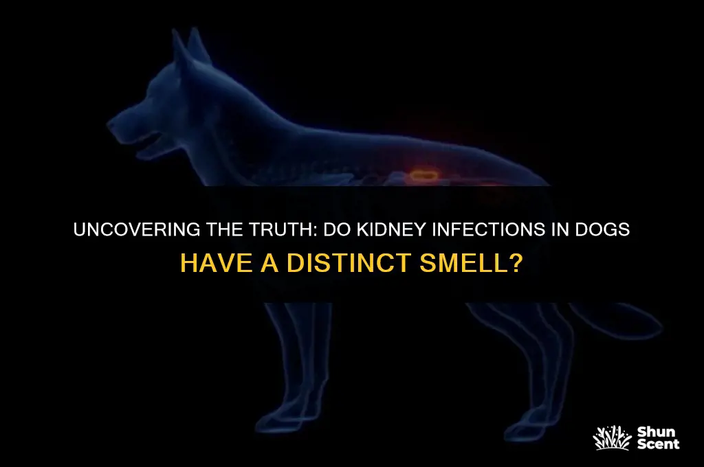 do kidney infections in dogs smell