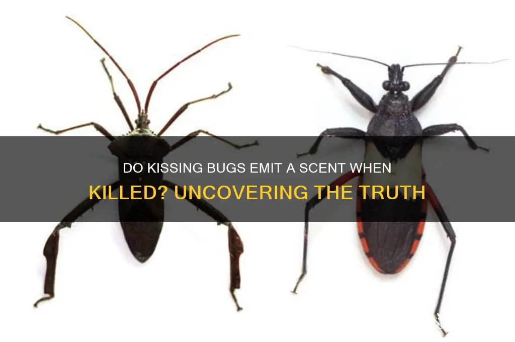 do kissing bugs give off a scent when killed