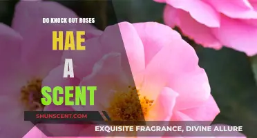 Do Knockout Roses Have a Scent? Unveiling Their Fragrance Truth