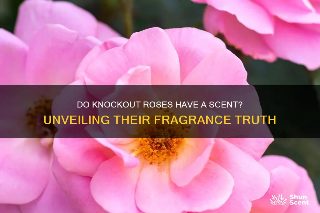 do knock out roses hae a scent
