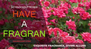 Knockout Roses: Fragrance or Not?