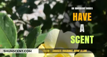 Do Knockout Roses Smell? Unveiling the Scent Mystery of These Popular Blooms