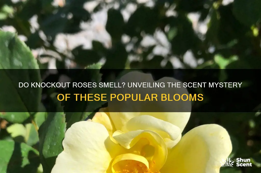 do knockout roses have a scent