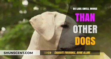 Unraveling the Mystery: Do Labs Really Have a Stronger Odor?