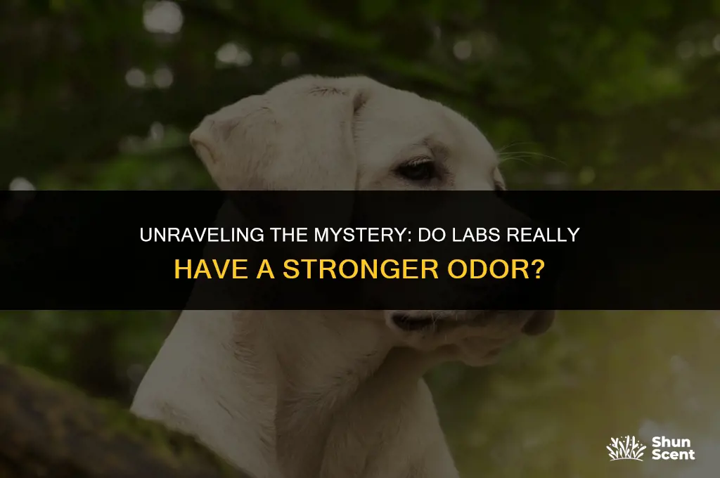 do labs smell worse than other dogs