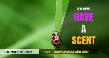 Do Ladybugs Smell? Uncovering the Scent Secrets of These Beetles
