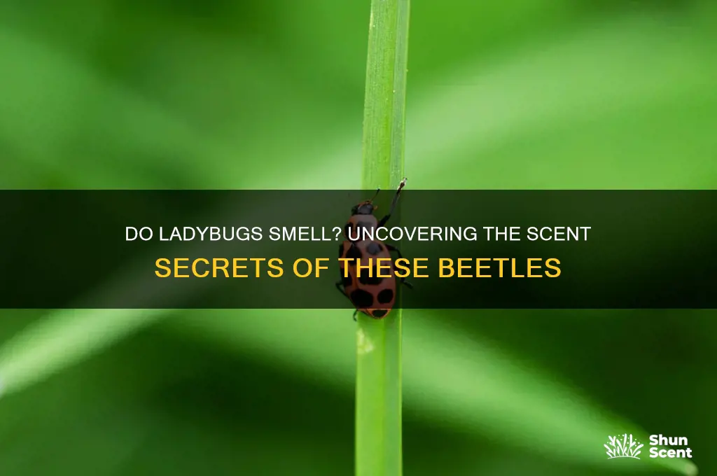 do ladybugs have a scent