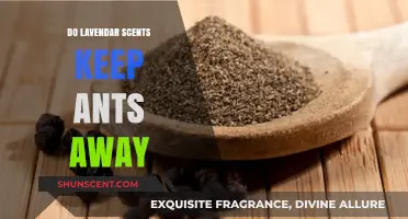 Lavender Scents: Natural Ant Repellent or Myth?