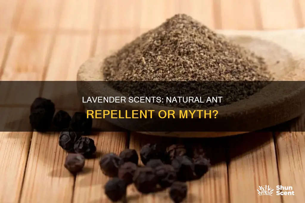 do lavendar scents keep ants away