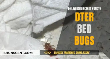 Lavender Incense: An Effective Bed Bug Deterrent?