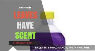 Do Lavender Leaves Smell? Unveiling the Scent Secrets of Lavender Foliage