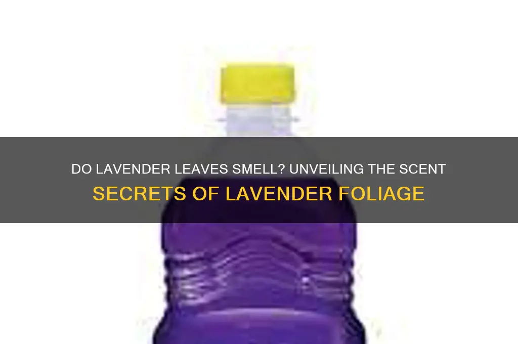 do lavender leaves have scent