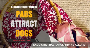 Do Lavender Scented Training Pads Attract Dogs? A Detailed Analysis