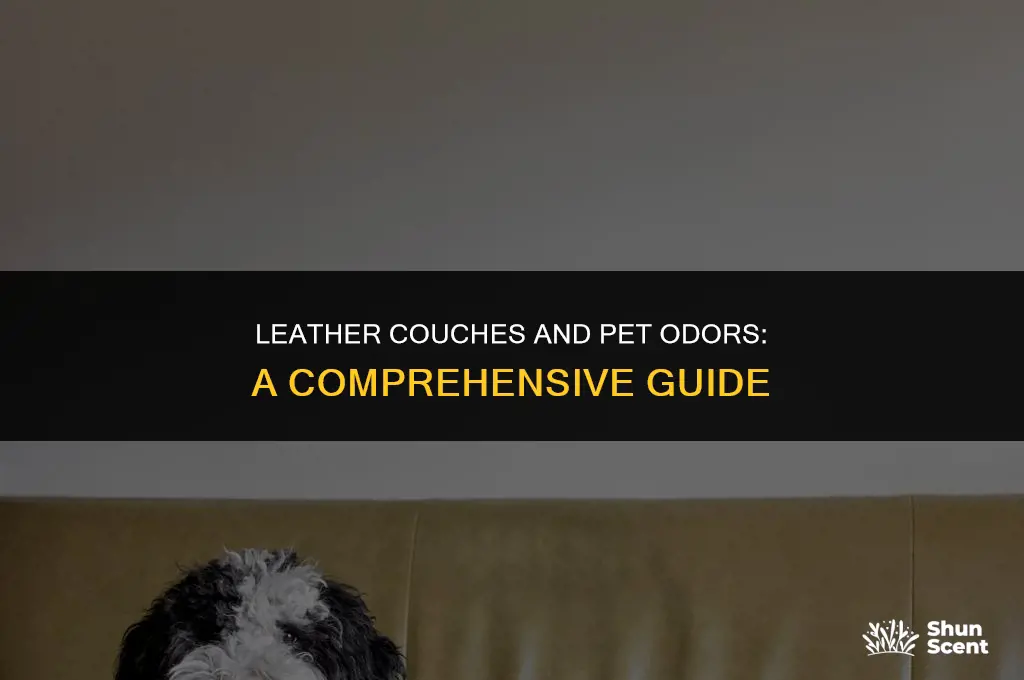 do leather couches hold dog smell