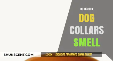 Unveiling the Truth: Do Leather Dog Collars Really Smell?