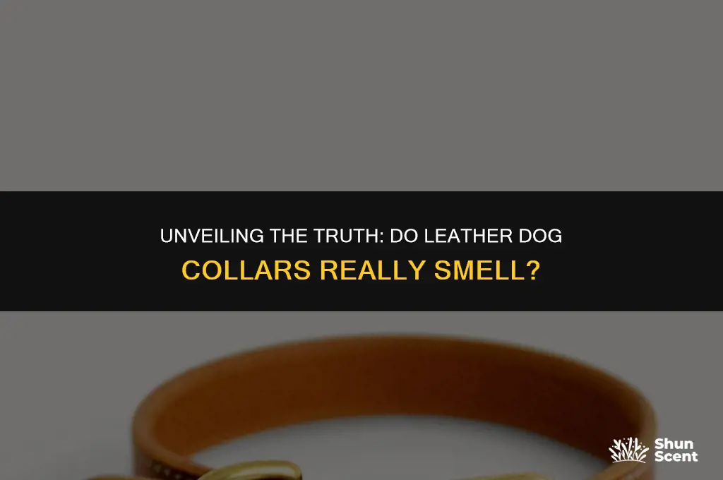 do leather dog collars smell