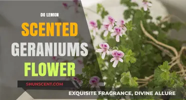 Do Lemon Scented Geraniums Flower? A Complete Blooming Guide