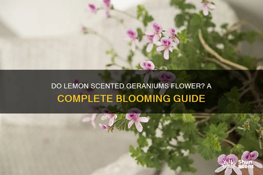 do lemon scented geraniums flower